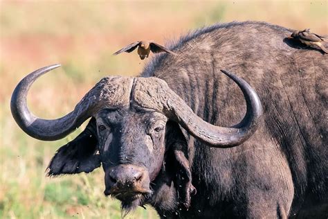 imagen de un bufalo